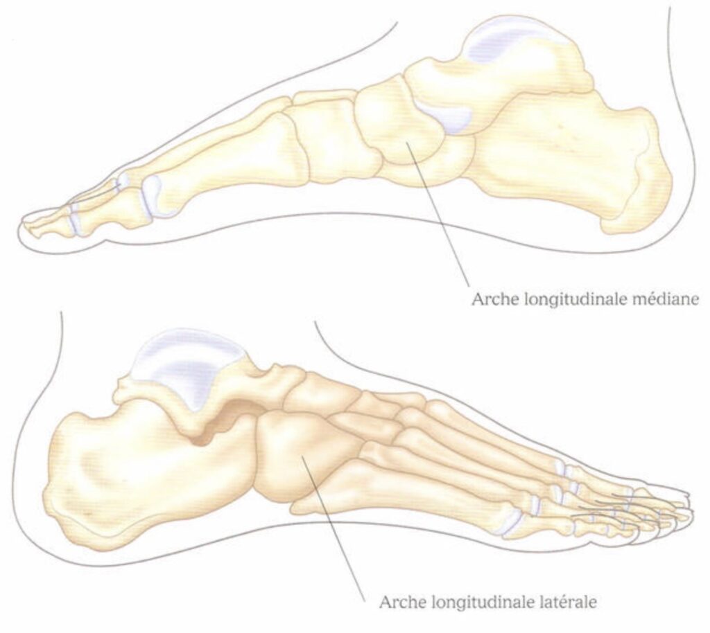 anatomie du pied