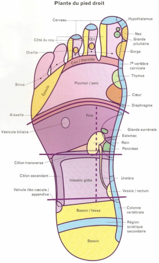 anatomie du pied