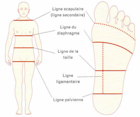 Zones des pieds